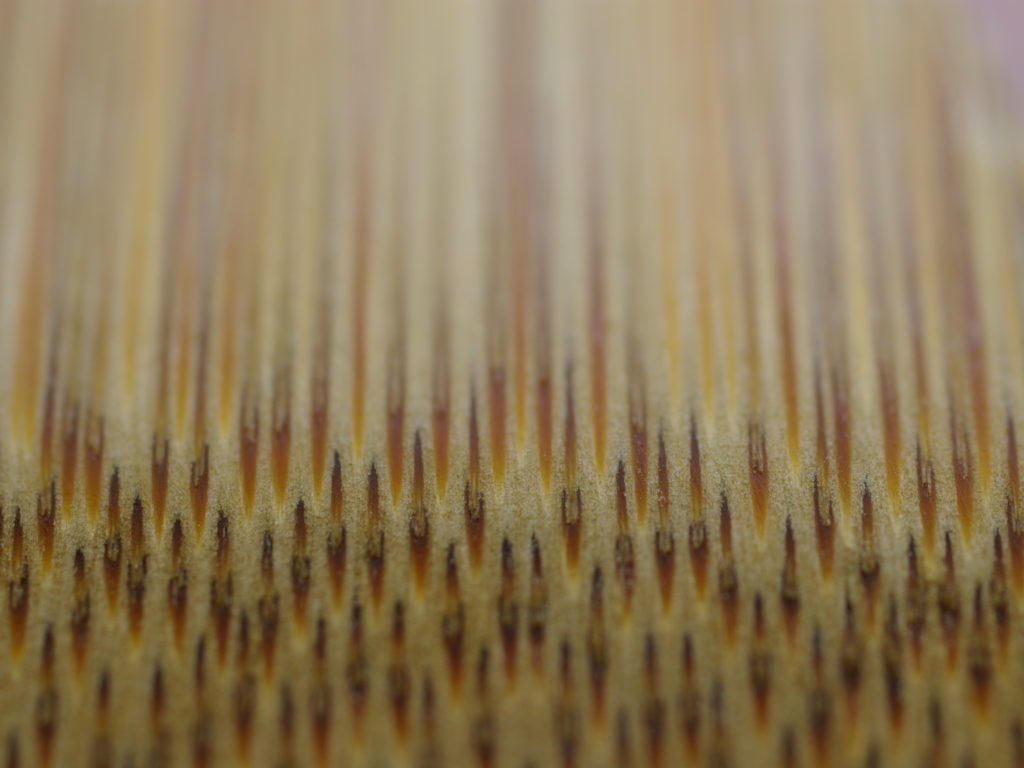 Bamboo fibre under microscope