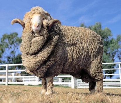 merino sheep