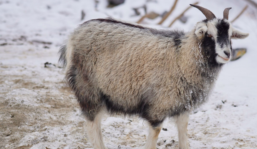 goat's fleece becomes cashmere yarn