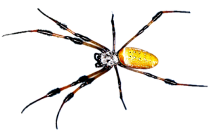 Golden Orb spider