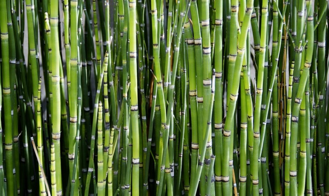 bamboo from farming to face cloths