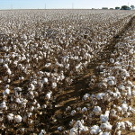 Cotton fields 