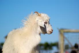 cashmere goat