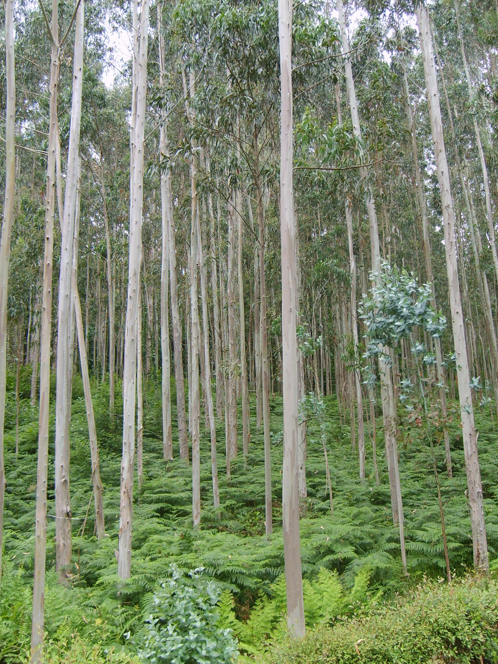 Eucaliptus trees