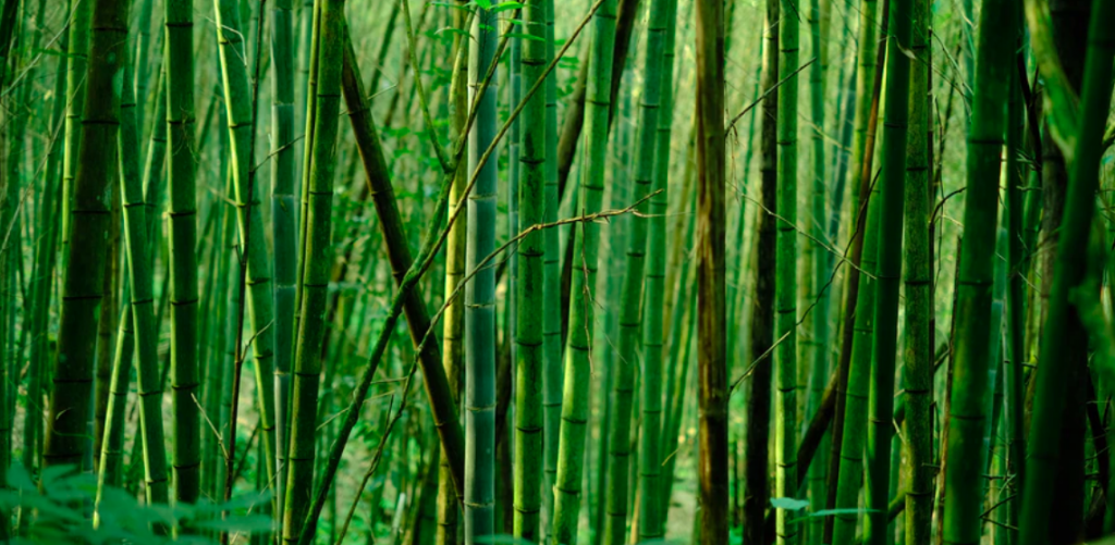 Bamboo fabric is a more sustainable fashion choice