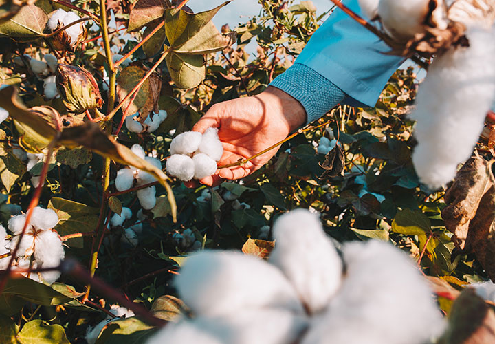 Natural Cotton production